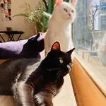 Mad Cat Hostel Osaka&Bar
