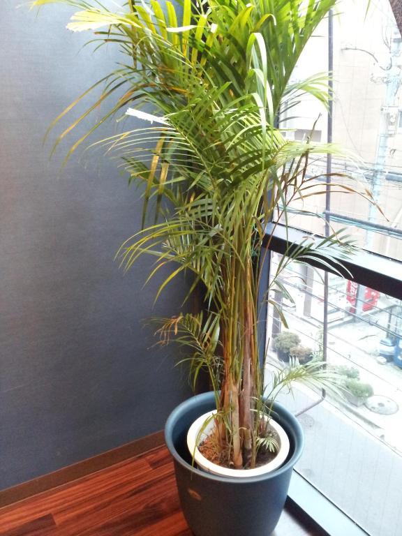 La Kongo Apartment