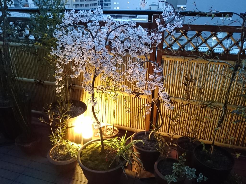 Hostel Sakura La An *