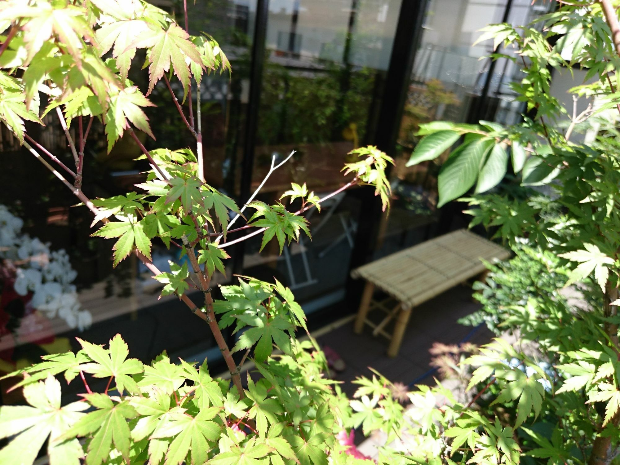 Sakura La An Hostel